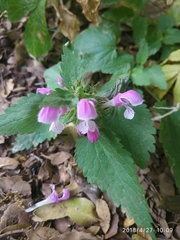 Lamium garganicum