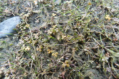 Hydrocotyle hydrophila