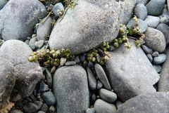 Hydrocotyle hydrophila