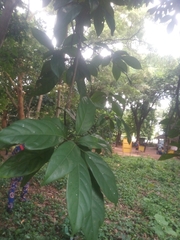 Cola nitida