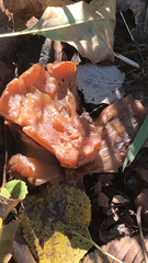 Guepinia helvelloides
