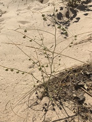 Phyllanthus warnockii