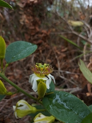 Passiflora haematostigma