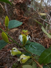 Passiflora haematostigma