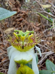 Passiflora haematostigma