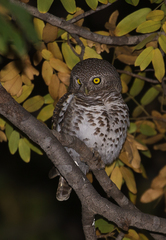Glaucidium capense