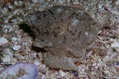 Pleurobranchaea bubala