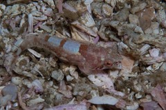 Pavoclinus smalei