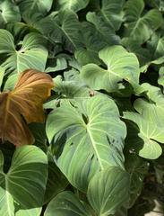 Philodendron gloriosum