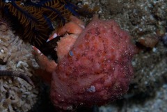 Pseudodromia rotunda