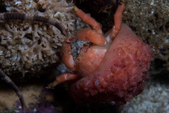 Pseudodromia rotunda