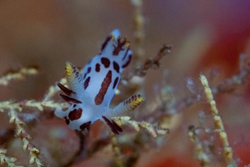 Ancula sp-a