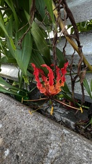 Gloriosa superba