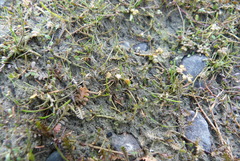 Leptinella maniototo