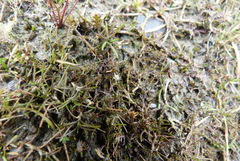 Leptinella maniototo