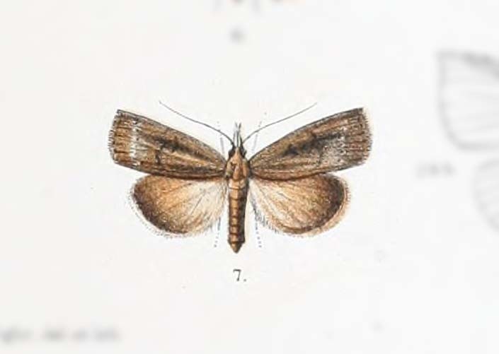 Stenhypena adustalis