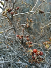 Rhus aromatica