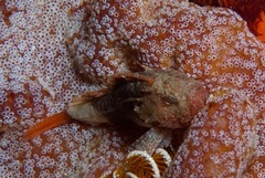 Coccotropsis gymnoderma