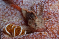 Coccotropsis gymnoderma