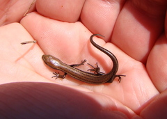 Oligosoma notosaurus