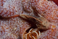 Coccotropsis gymnoderma