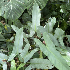 Philodendron hastatum