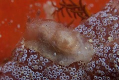 Goniodoris