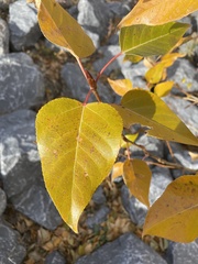 Populus balsamifera
