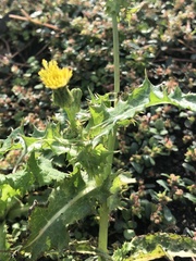 Sonchus