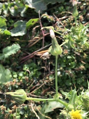 Sonchus