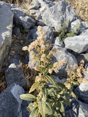Solidago