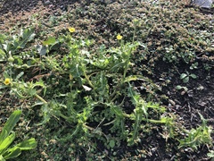 Sonchus