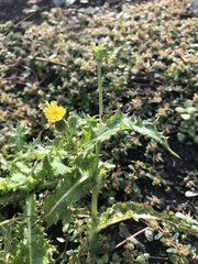 Sonchus