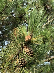 Pinus