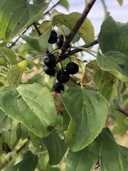 Rhamnus cathartica