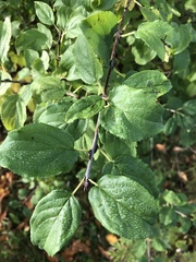 Rhamnus cathartica