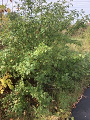 Rhamnus cathartica