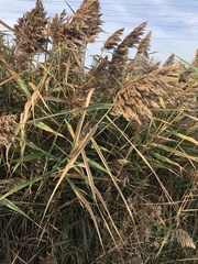 Phragmites australis