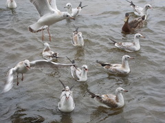 Chroicocephalus ridibundus