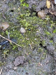 Ephemerum crassinervium