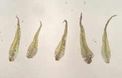 Ephemerum crassinervium