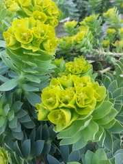 Euphorbia myrsinites