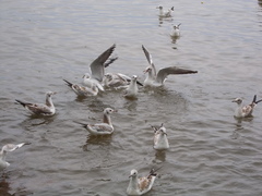 Chroicocephalus ridibundus