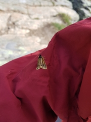 Setina aurita