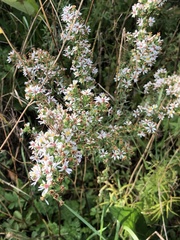 Symphyotrichum