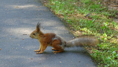 Sciurus vulgaris