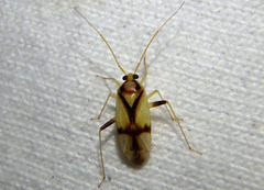 Neolygus vitticollis