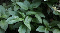 Lobelia physaloides