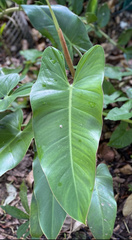 Philodendron erubescens