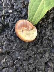 Cepaea